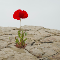 Être un développeur résilient