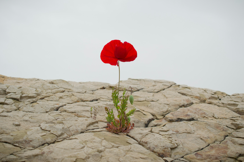 Featured image of post Être un développeur résilient